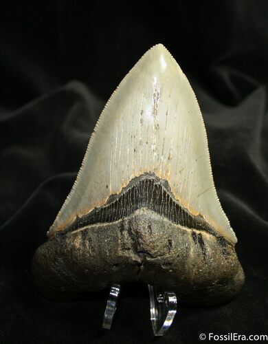 Inch Megalodon Tooth - Sharp Tip & Serrations #1530